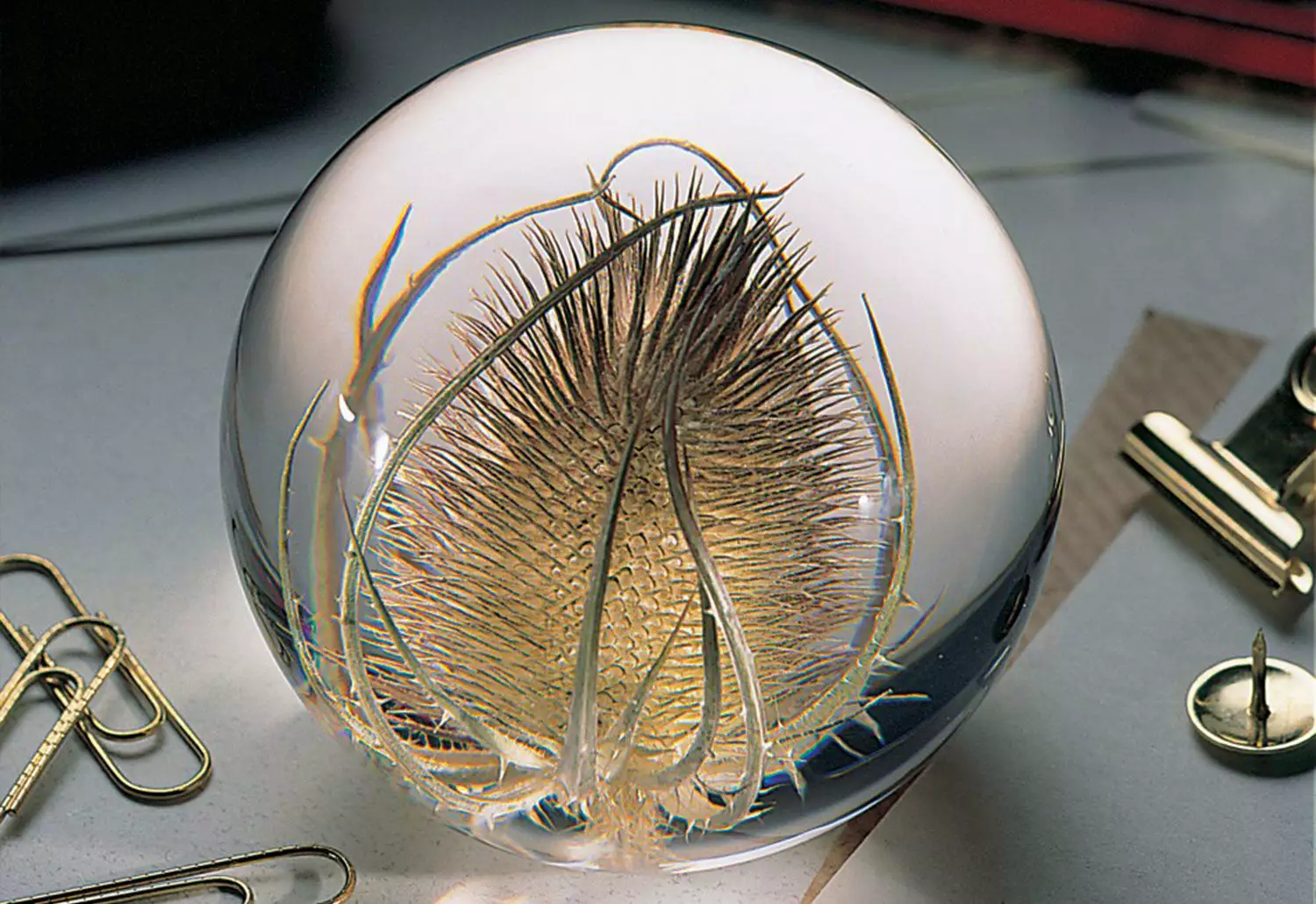 Hafod Grange Teasel Paperweight 4 Hafod Grange Teasel Paperweight - Image 2