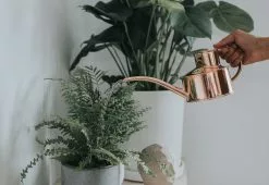 Hâws Fazeley Flow Copper Watering Can -TwentyTwentyOne Shop haws fazeley flow watering can copper 2