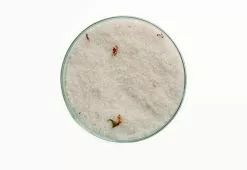 Alternative view of Homework Garden Bath Soak