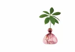 Alternative view of Ilex Studio Avocado Vase