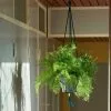 Hay Phanta Plant Hanger 1 Hay Phanta Plant Hanger -TwentyTwentyOne Shop phanta plant hanger HAY twentytwentyone 3