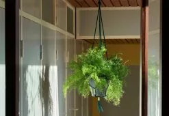Hay Phanta Plant Hanger