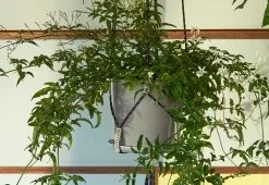 Hay Phanta Plant Hanger 7 Hay Phanta Plant Hanger -TwentyTwentyOne Shop phanta plant hanger HAY twentytwentyone 4