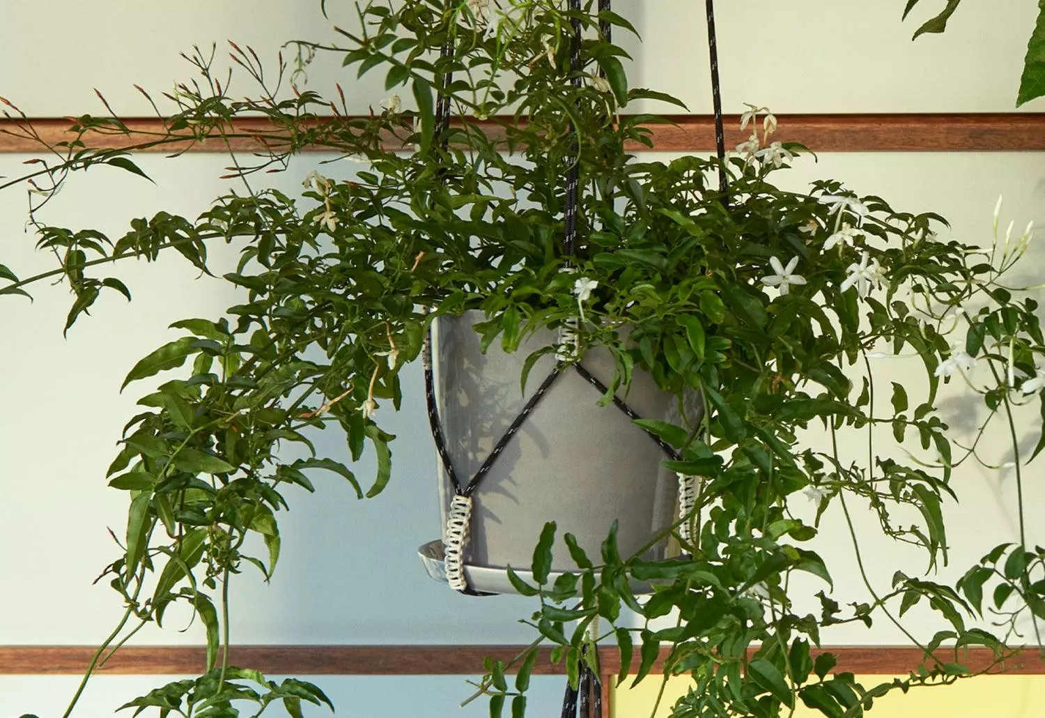 Hay Phanta Plant Hanger 5 Hay Phanta Plant Hanger - Image 3