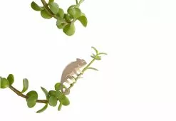 Another Studio Plant Animals, 2018 17 Another Studio Plant Animals, 2018 -TwentyTwentyOne Shop plant animals camelion 1