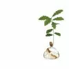 Ilex Studio Acorn Vase 1 Ilex Studio Acorn Vase -TwentyTwentyOne Shop twentytwentyone Ilex Studio 3