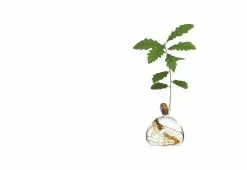 Ilex Studio Acorn Vase