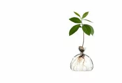Ilex Studio Avocado Vase