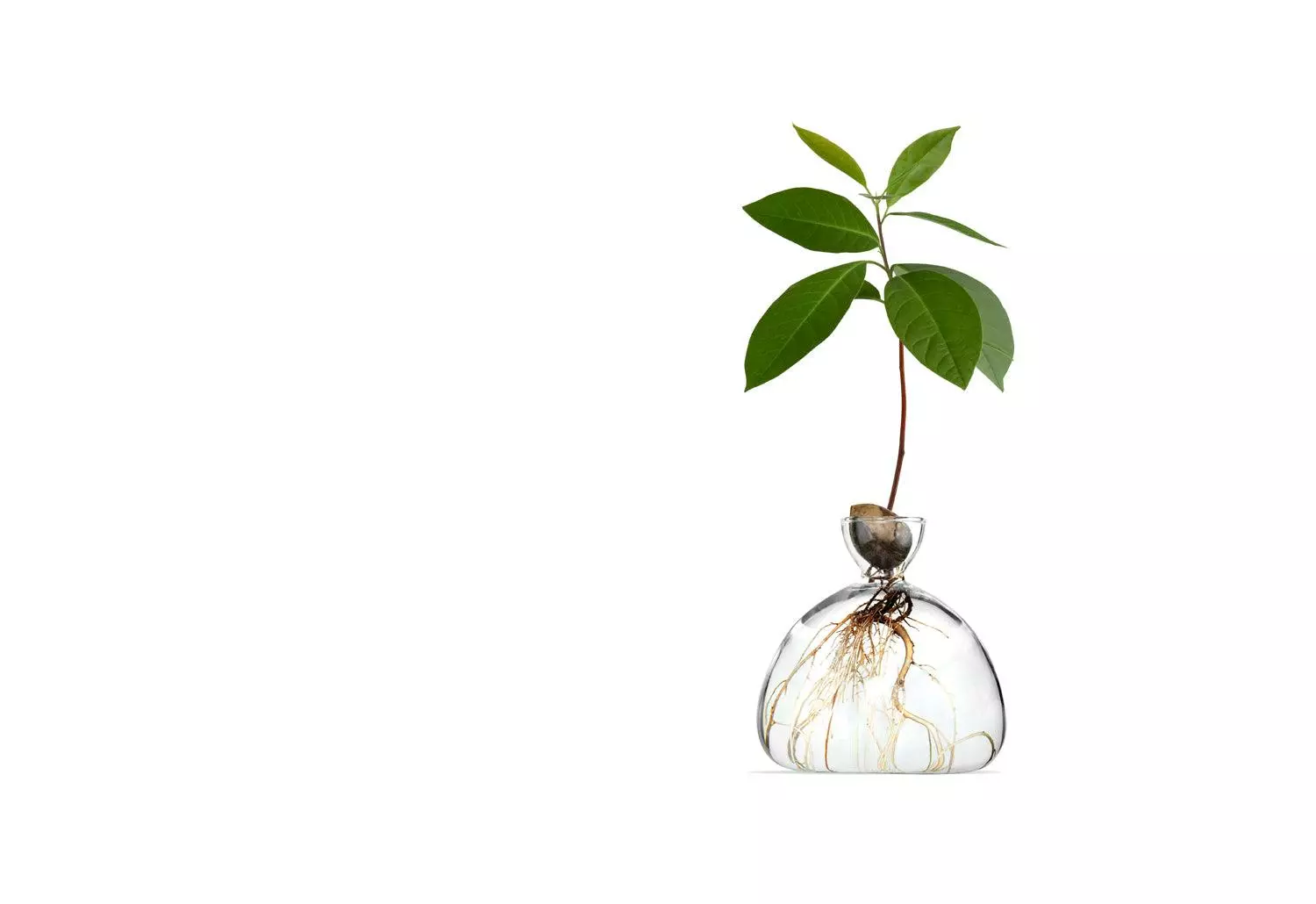 Ilex Studio Avocado Vase 3 Ilex Studio Avocado Vase
