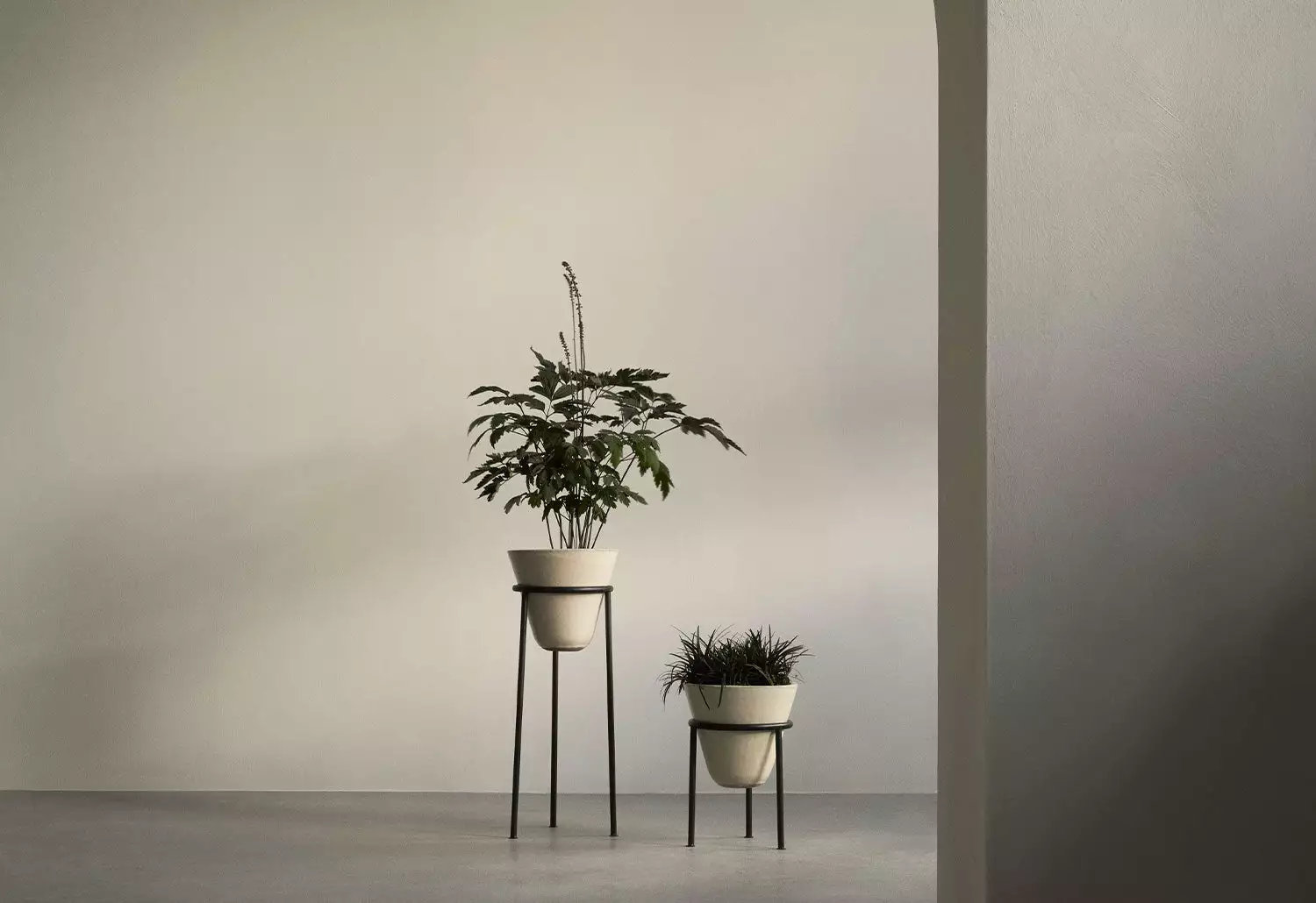 Menu Daiza Planter, 2023 10 Menu Daiza Planter, 2023 - Image 8